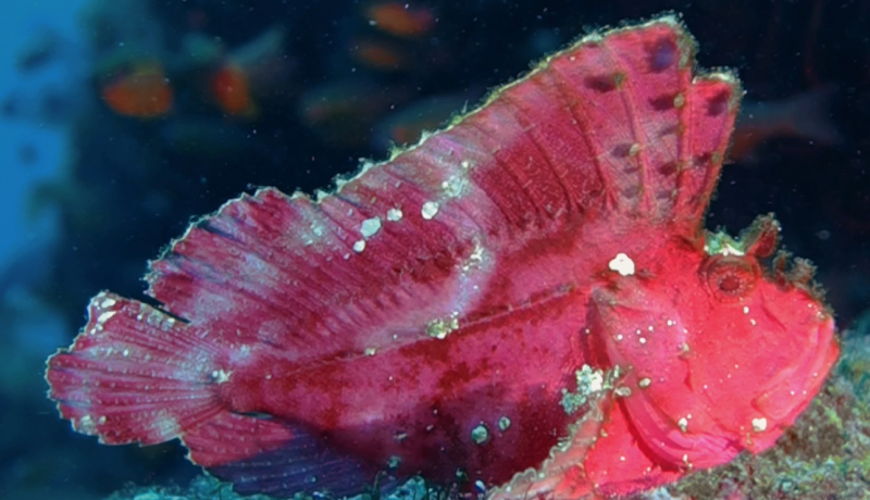 A bright red coral fish with unique textures and patterns, spotted in the waters of Tulamben, Bali.